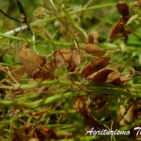 팜스테이 Tholos Roccamorice