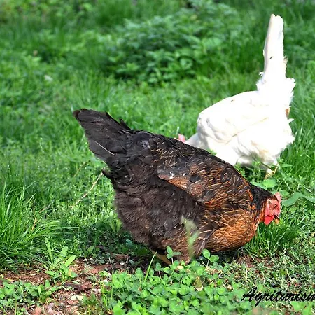 Tholos Gospodarstwo agroturystyczne