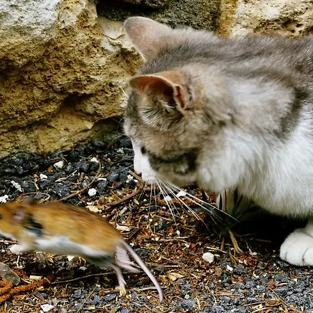 Tholos Gospodarstwo agroturystyczne