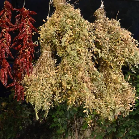 Tholos Gospodarstwo agroturystyczne