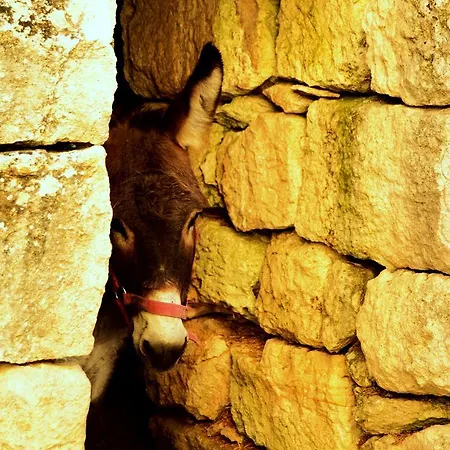 팜스테이 Tholos *