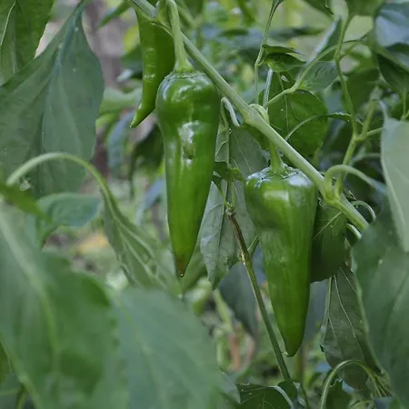 팜스테이 Tholos Roccamorice