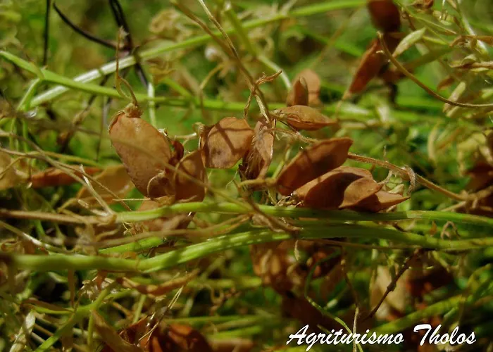 Çiftlik konaklama Tholos Roccamorice