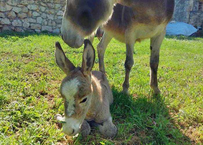 Agriturismo Tholos Фермерский дом