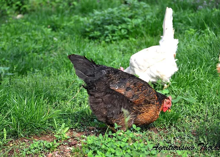 Agriturismo Tholos Фермерский дом