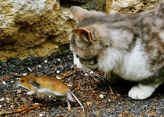 Agriturismo Tholos Фермерский дом