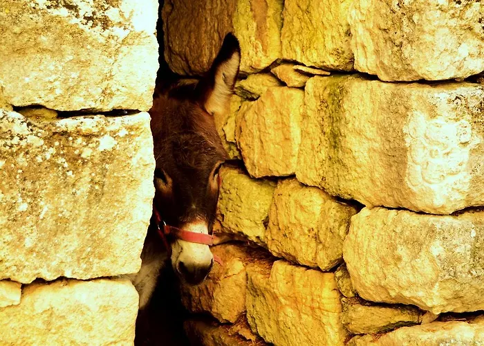 Фермерский дом Agriturismo Tholos *