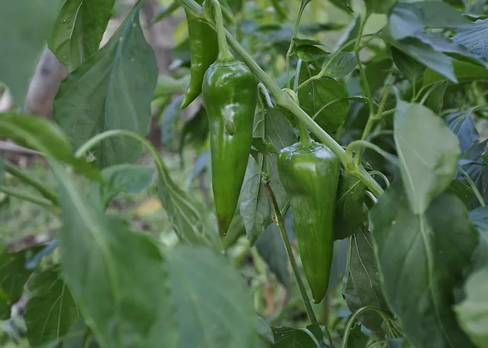 Κατάλυμα σε φάρμα Tholos Roccamorice